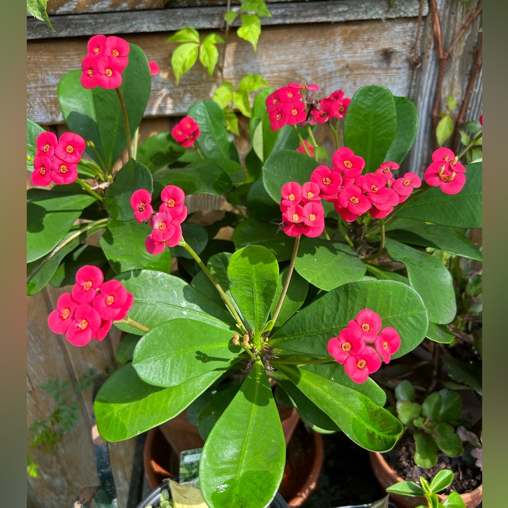 Crown of thorns cutting